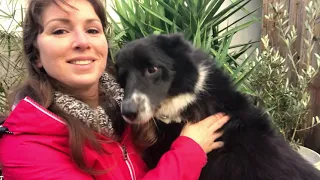 AU SECOURS, MON BORDER COLLIE ME REND CHÈVRE !