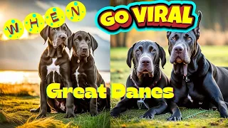 8 Minutes of Giant Laughs: Hilarious Great Dane Compilation | Viral Dog Videos for Family Fun