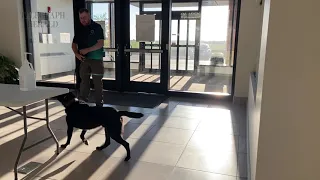 K-9 narcotics detection demonstration