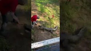 Angry man fights off crocodile with frying pan