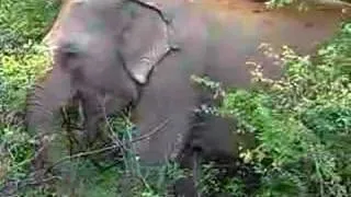 wild elephant in yala national park, sri lanka