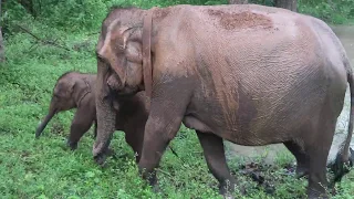 Слоны, Шри ланка,национальный парк Пиннавела