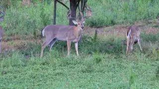 Bontrager Whitetails Deer Preserve