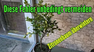 Zitronenbaum überwintern - Diese FEHLER unbedingt vermeiden