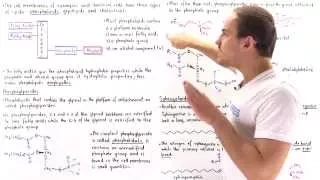 Phospholipids