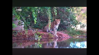 Stunning Leopard ‘Dzindza’ Makes an Appearance at Kings Camp Waterhole 05.06.2024 Africam Live