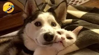 Funniest Animal Videos 😊 Funny Cats invited to the Dog Party  😂  Funny Animals 2023