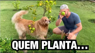 DIA DE COLHEITA e TOUR PELO MEU JARDIM | Henrique Buttler