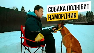 Как безопасно приучить собаку к наморднику за 3 шага!