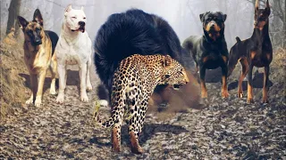 LEOPARD gegen DOGO ARGENTINO, ROTTWEILER, DOBERMANN, DEUTSCHER SCHÄFERHUND UND TIBETISCHE MASTINY!