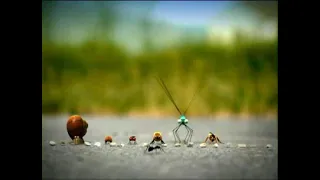 la carrera de insectos