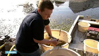 De grote vissenverhuizing: vissers redden dieren uit zuurstofarme vijver - RTL NIEUWS