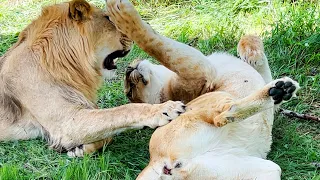 Молодой прайд прячется от глаз в тени деревьев! Львиные нежности на расстоянии вытянутой руки! МИЛО!