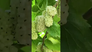 Mulberry White Fruits | Asian Mulberries Harvest/Cultivation | LSWK | #mulberry #fruit #shorts