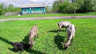 Весна в самом разгаре, а мы сокращаем поголовье