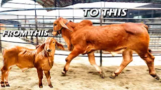Powerful six month old Red Brahman bull