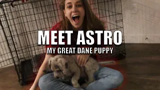 I GOT A PUPPY - MEET ASTRO - MY GREAT DANE