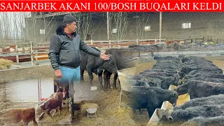 Sanjarbek akani 100/BOSH BUQALARI KELDI SHOSHILING 100+100 LIK BUQALAR KAM KELADI BUNDAY BUQALAR