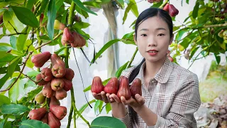 Amazing  rose apple , country girl makes Chinese food with rose apple｜野小妹 wild girl