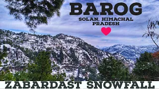 Snowfall In Barog Heavy Snow 2022 |Kasauli|Dagshai|Kumarhatti|Barog