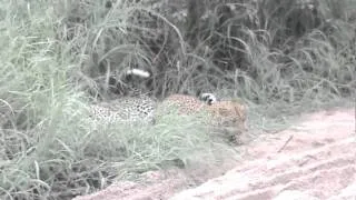 Leopards Mating - Part 1