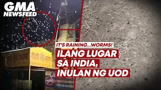 Ilang lugar sa india, inulan ng uod | GMA News Feed