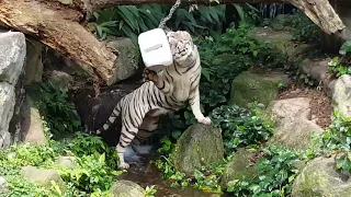 Walking Tour | Majestic Singapore White Tigers at Play [OC]