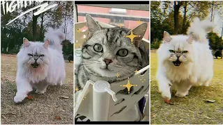 #17 [Tiktok TQ] ll Tiktok động vật - Những Boss mèo cute không chịu nổi ll Uyên Nguyễn - P2