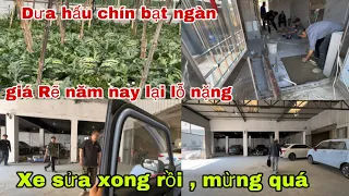 #399🇨🇳Dưa Hấu chín Bạt ngàn giá Rẽ Năm nay Lại Lỗ Nặng, Xe sửa xong rồi mừng quá,Lót gạch gần xong