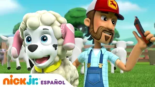 Paw Patrol, Patrulla de cachorros | ¡La Patrulla canina tiene que encontrar a las ovejas perdidas!