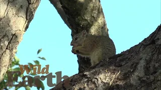 WildEarth - Sunrise - 18 February 2021