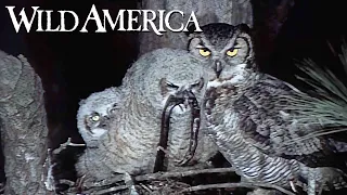 Wild America | S8 E6 Shenandoah Springtime | Full Episode HD
