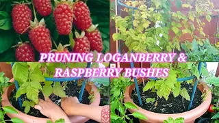 Pruning Loganberry and Respberey bush ~ Growing Loganberry and raspberry bushes in containers