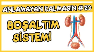 Anlamayan Kalmasın #20 Üriner Sistem (Boşaltım Sistemi) / AYT Biyoloji