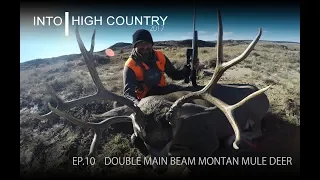 Double Main Beam Montana Mule Deer