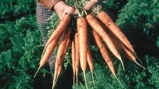 The Soil that Feeds Us -- Cultivating Healthier Food & Environment on the Farm