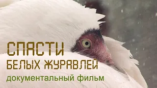 Стерхи. Белые журавли. Окский заповедник. Ямал. Nature of Russia.