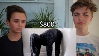 We Bought a DOG Off the Dark Web?! I LuxuryDark Parody