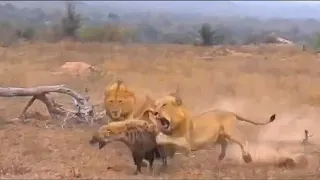 Стадо буйволов атакует львов спасая собрата. Дикий мир животных.