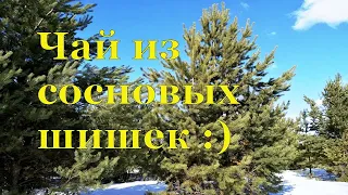 Чай из сосновых шишек