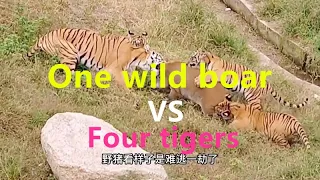 One wild boar fights four tigers, which one is winner?