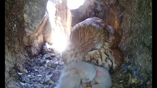 Cute Kestrel Chick's First Preen | Discover Wildlife | Robert E Fuller