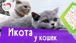 5 распространенных причин икоты у кошек