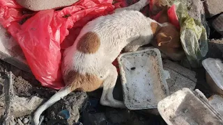 Rescue poor puppy, it is sick, thrown into the dirty, polluted canal