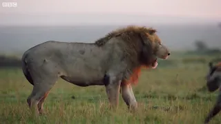 Король лев в реальной жизни