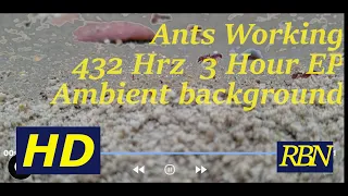 HD -  432 HRZ  -  Ambient  -  Ants Working - Background