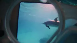 Swimming with dolphins in virtual reality