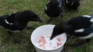 How many sec. it takes for them to clean out the bowl?