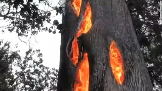 A Tree Burning From Inside