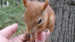 Накормил незнакомую голодную белку / Fed an unfamiliar hungry squirrel